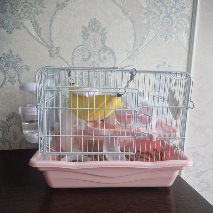 Хомяк джунгарский