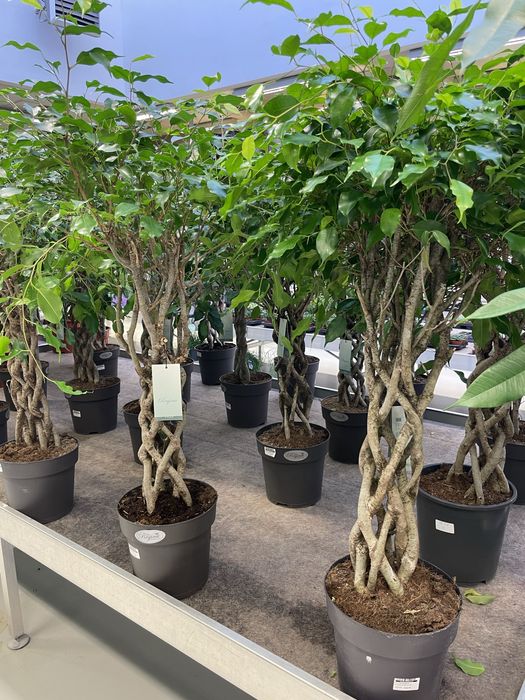 Комнатные растения