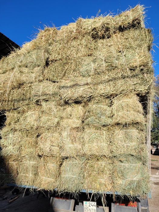 Шоп Сено Жонышка Клевер