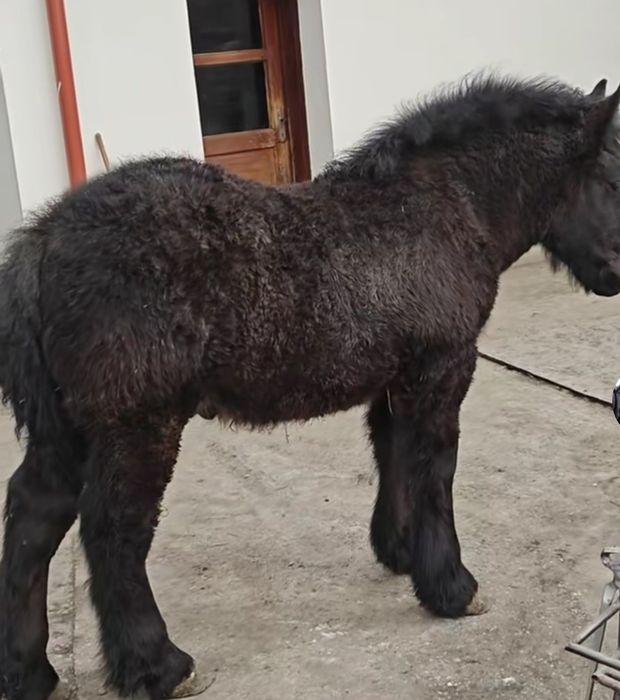 De vânzare 2 iepe gestante