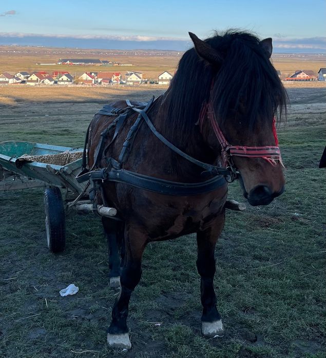 Vând iapă semi-grea