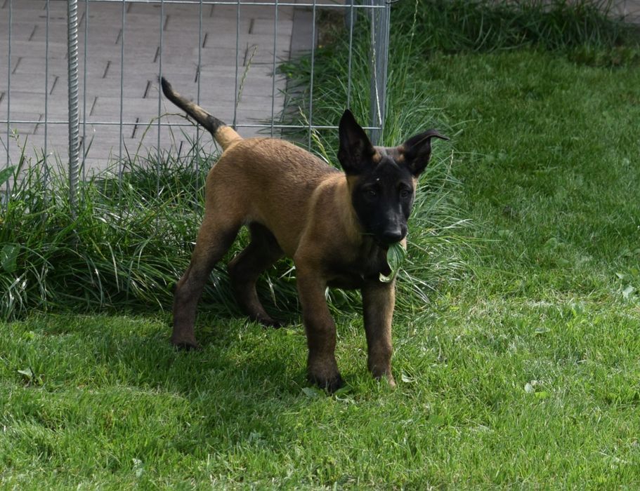 Ciobănesc Belgian Malinois