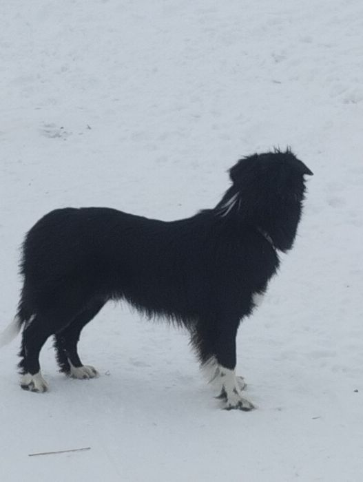 Бордер колли щенки