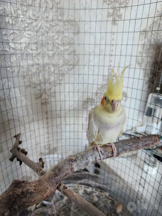 Попугай Корелла жемчужный окрас редкий с клеткой 5 месяцев девочка