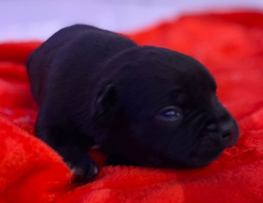 Staffordshire bull terrier