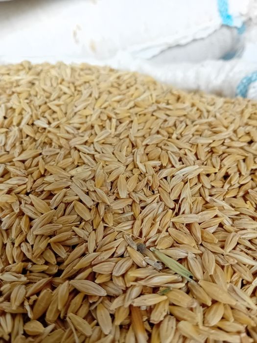 Арпа Оптом  Месни Арпа Ячмень