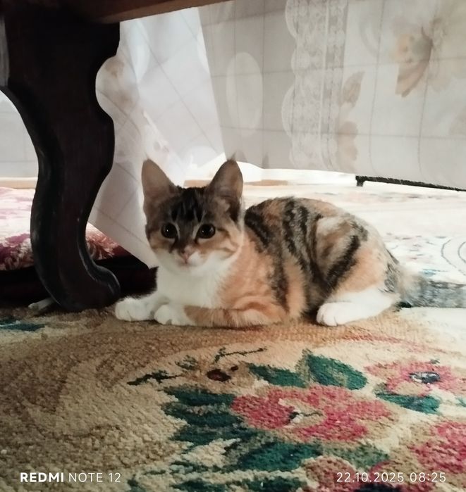 Jinsiy aloqa uchun jihozlar va mebellar