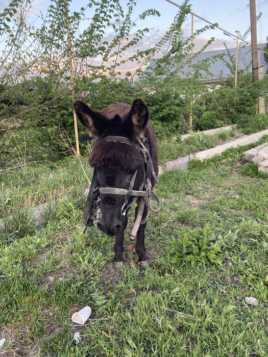 Ишак 1,5 года молодой