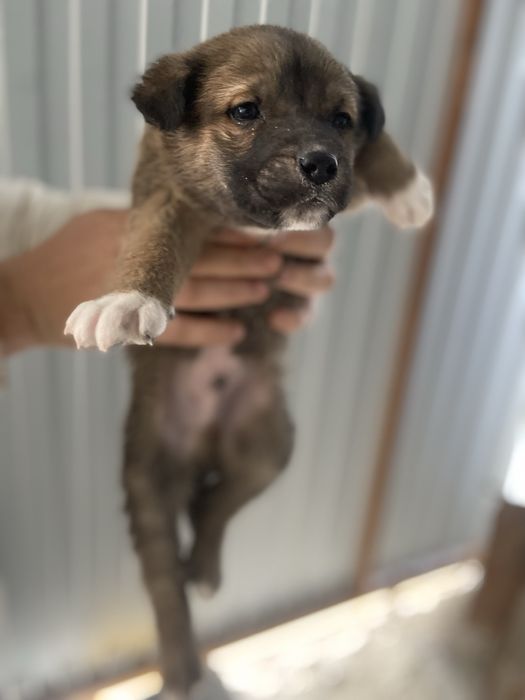 Щенки в поиске дома