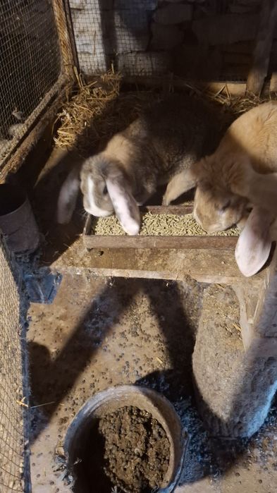 Продавам зайчета