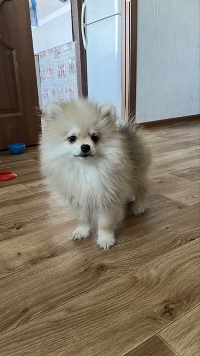 Продам щенка померанского шпица