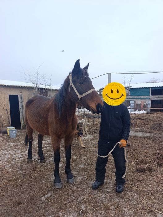 Продам кобылу крупную или обменяю