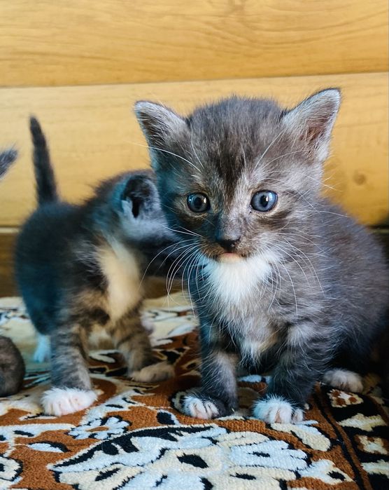 Бесплатно, отдам котят