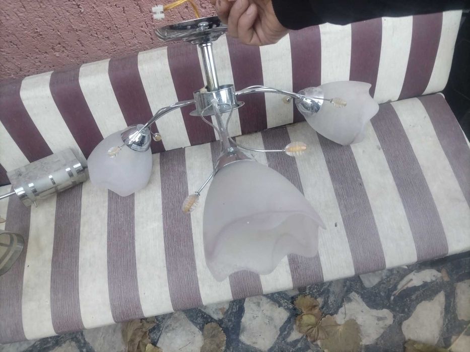 Полилей в добро състояние