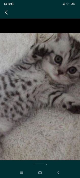 Шотланские котята 1 месяц.Приучены.
