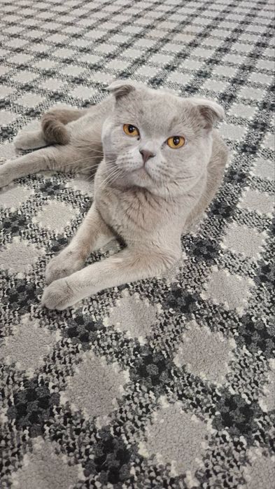 Продаются кот и кошка, вислоухие.