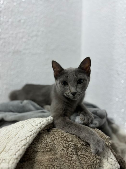 Котенок девочка серый