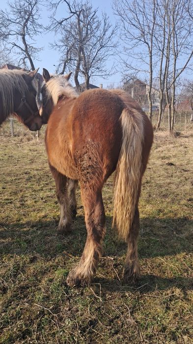 Vând mânză ciocolatie..