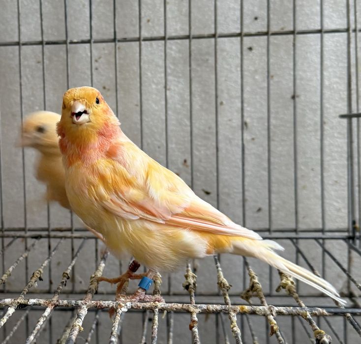 Kanareyka kotta yirik turetskiydan chiqgan mesniy shmel