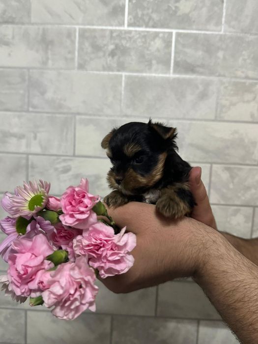 Микро мальчик йоркширского терьера