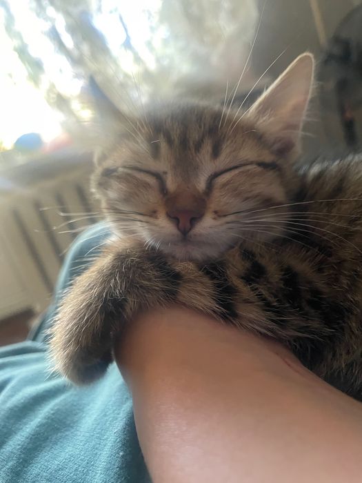 Ласковый котенок ищет семью