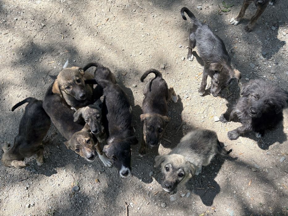 Ofer spre adoptie cățeluși