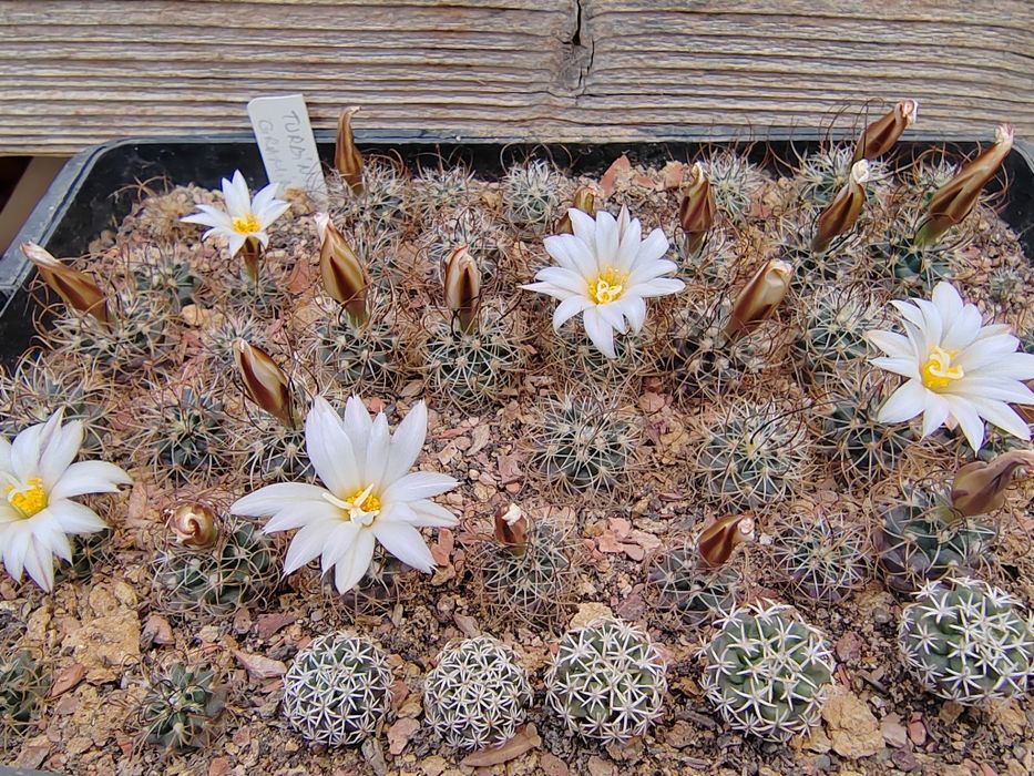 Cactusi de vanzare, stapelia (steaua serifului)