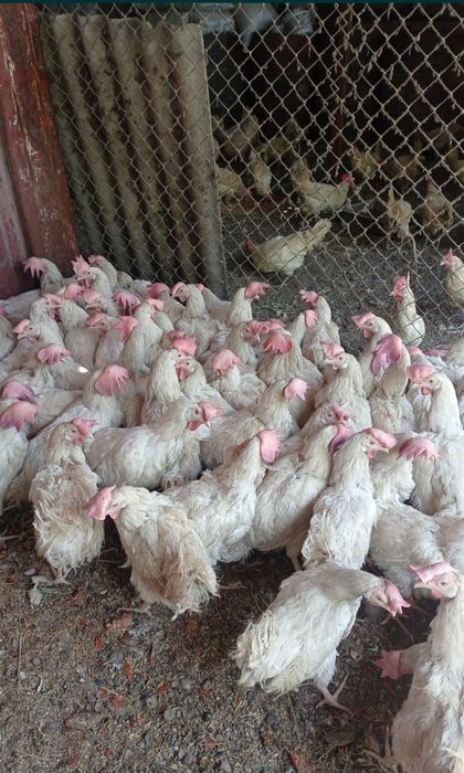 Продам курей насушек