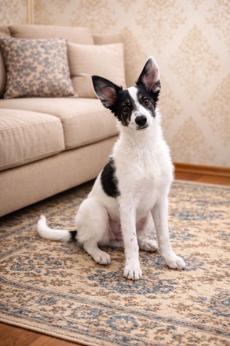 Пристраиваются щенки