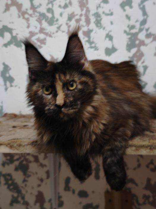 Мейн Кун девочки