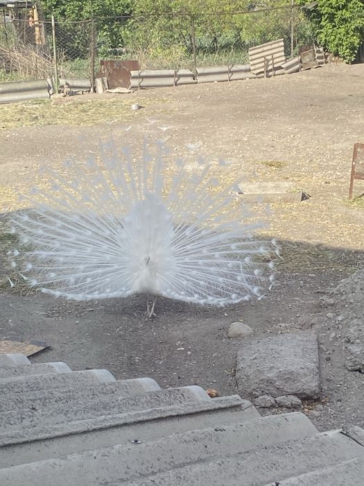 белые павлины самка и самец