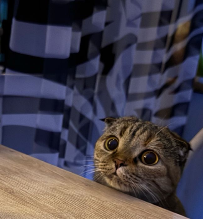 Кошечка на вязку