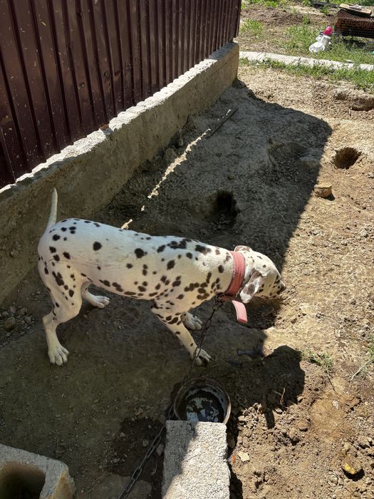 Продается собака