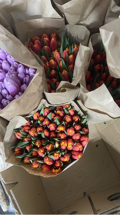 Оптом и в розинцу тюльпаны