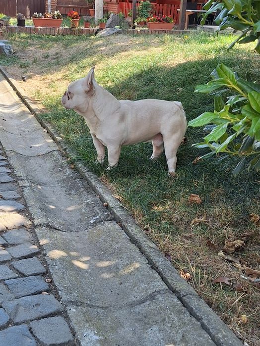 Bulldog francez mascul