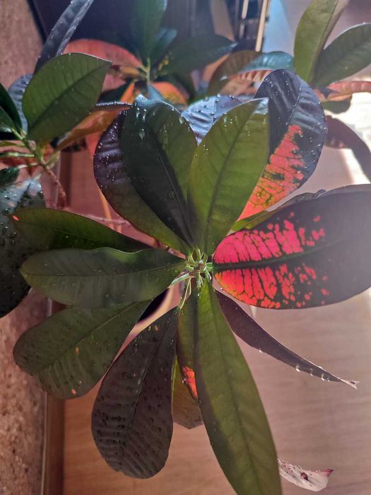 Цветок комнатный "Кротон"