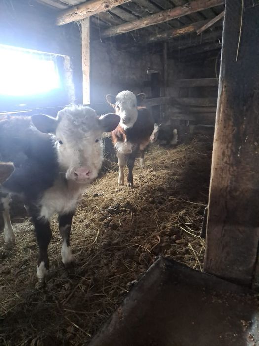 Продам телят ак басы