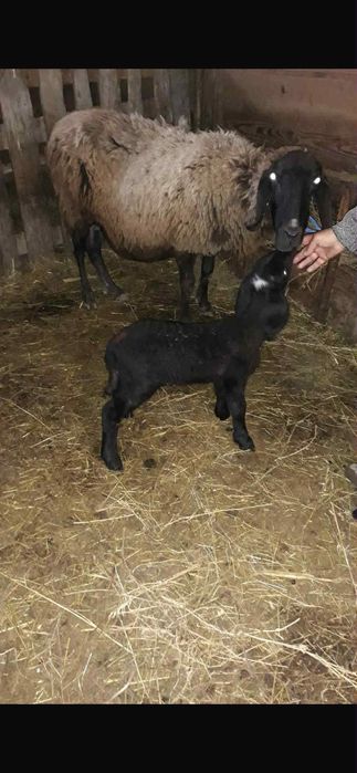 Oi (țigaie sârbească)