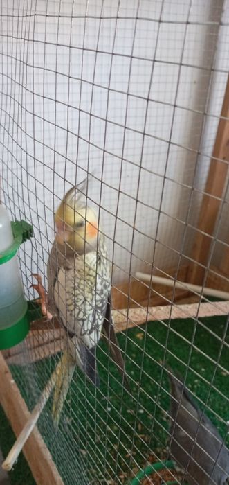 Продам попугай Корелла