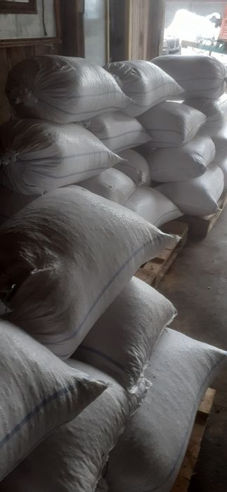 Oferta  Porumb boabe 2025