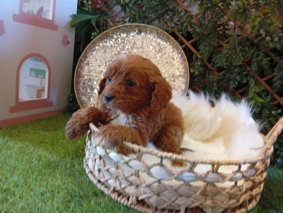 Cavapoo fetița jucausa