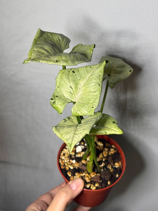 Сингониум grey ghost