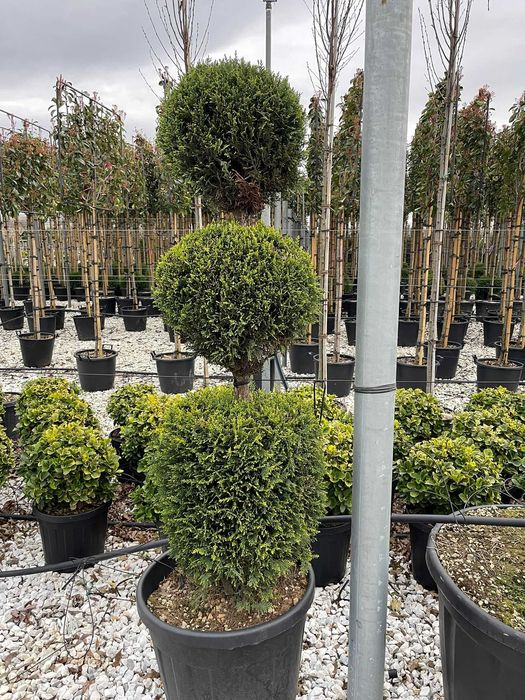 Palmieri Trachycarpus Fortunei, Brazi Argintii, Tuia etajata, Bambus