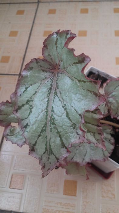 Бегония комнатная