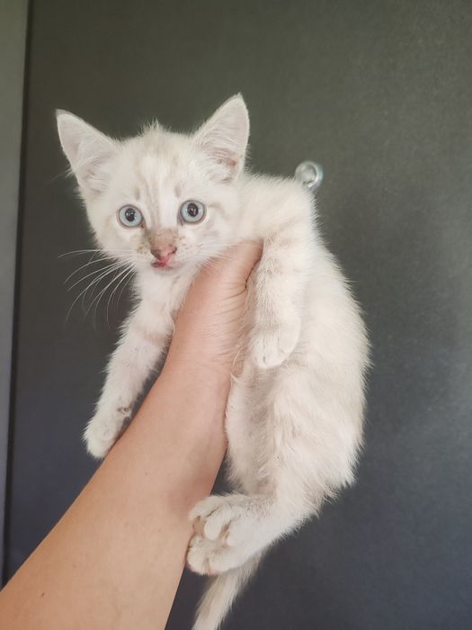 Отдам котят, две девочки и мальчик