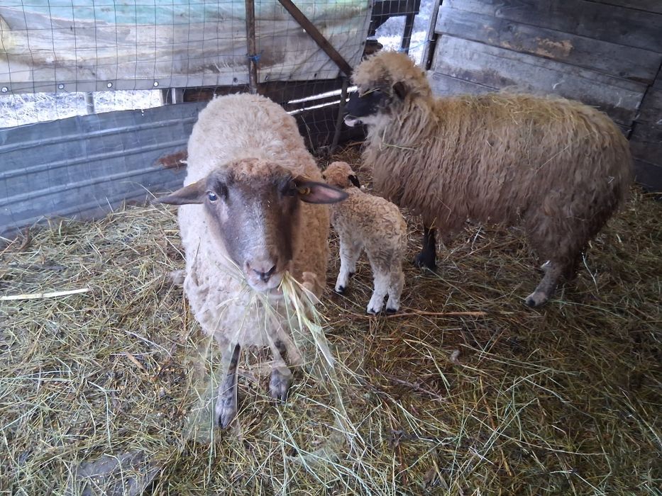 Disponibile oi de vânzare