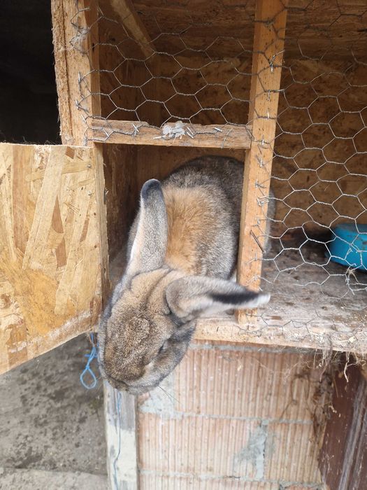 Iepuri german si uriaș german