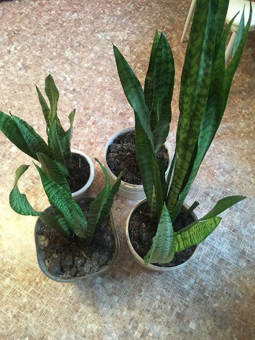 Продам комнатные цветы