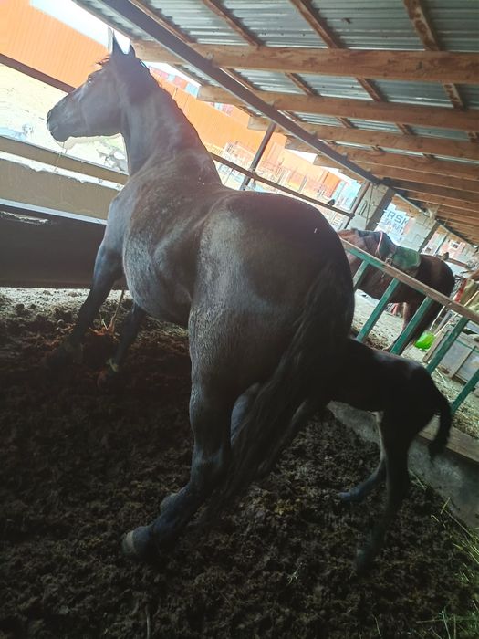 Құлынды биелер сатылады