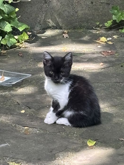 Caut doritor adoptie pisicute de 2 luni